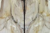 Petrified Wood Bookends - McDermitt, Oregon #166115-2